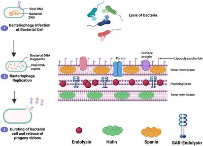 A comprehensive review of the applications of bacteriophage-derived endolysins for foodborne bacterial pathogens and food safety: recent advances, challenges, and future perspective